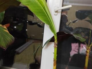 Растения банан