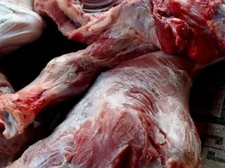 Продам мясо телятина