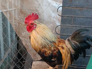 Продам декоративных петушков