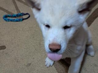 Щенки Акита ину