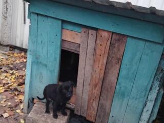 Отдам щенков в добрые руки