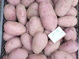 Продам домашний синий картофель Глиное Слободзейский район, доставка