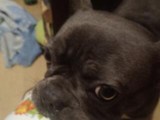 Продам французского бульдога. Девочка. 1.8 мес. цена договорная.