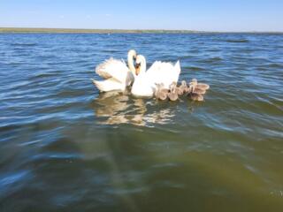 Продам 2,двухкомнатных домика на Лимане