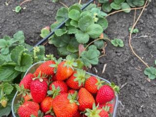 Rasad de capsuna care rodeste de mai multe ori pe an!