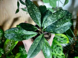 Продам комнатные растения