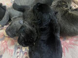 Открыта бронь! Кане-корсо