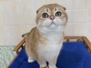 Шотландские вислоухие и прямоухие золотые шиншиллы