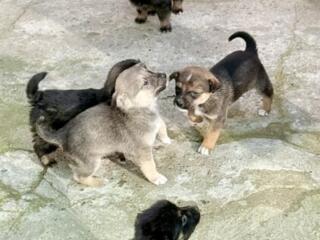 Щенята ищут дом