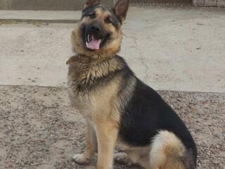 Вязка, Немец ждёт невесту, ему 3 года Тирасполь 077938987.