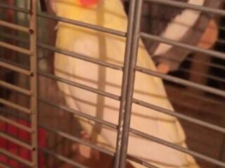 Продам попугаев