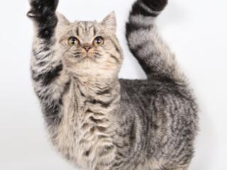 Британские котята