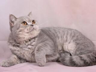 Британская кошки в добрые руки