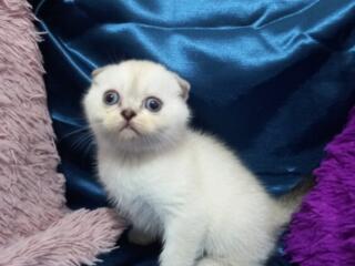 Продается шотландская кошечка