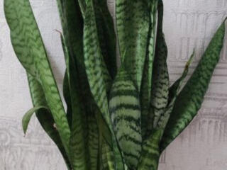 Продам шикарные сансевьерии