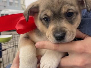 В добрые руки