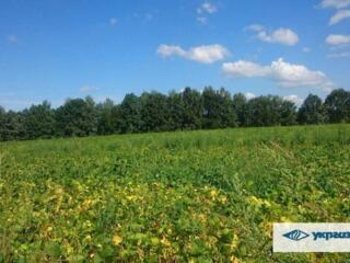 продаж ділянка під житлову забудову Обухівський, Зозулі, 805000 грн.