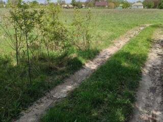 продаж ділянка сільськогосподарського призначення Броварський, Гребель