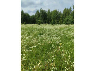 продаж ділянка сільськогосподарського призначення Бучанський, Озера, 1