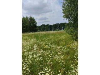 продаж ділянка сільськогосподарського призначення Бучанський, Луб`янка