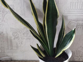 Продам шикарные сансевьерии