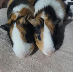 Продам свинок