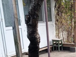 НА ДРОВА даю спилить дерево