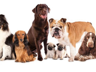 Выгул собак