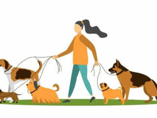 Выгул питомцев