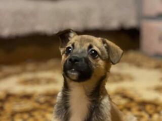 Ласковая игривая девочка срочно ищет дом