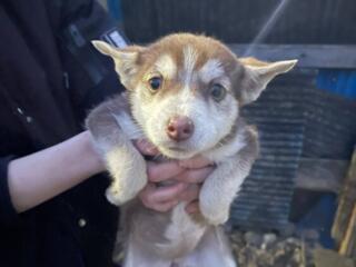 Отдам 2 щенков и их маму