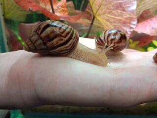 Отдам даром улиток Ахитины