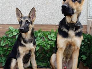 Щенки Восточно-Европейской Овчарки