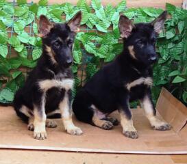 Щенки Восточно-Европейской Овчарки