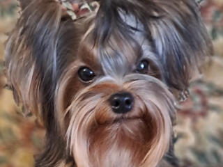 Щенки йоркширского терьера с отличной родословной.