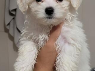 Мальтийские болонки (Мальтезе)