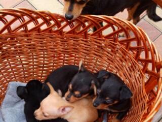 Щенки русского той терьера