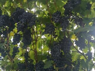 Информация о продаже вина