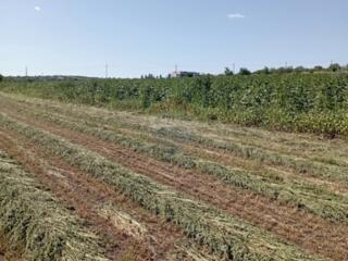 Teren extravilan Trușeni, Mun. Chișinau