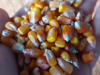 Продам зерно