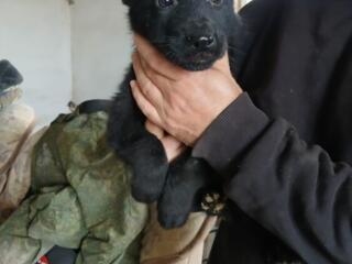 Продам щенков