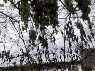 ВИНОГРАД Каберне Тысячный 1.5 рубля килограмм