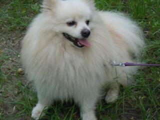 Продаются щенки породы шпиц