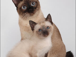 Тайцы. Тайские(Меконгские бобтейлы-мальчики)готовы к переезду