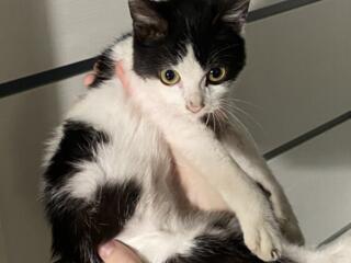 Отдам котенка в добрые руки