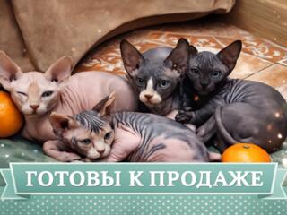 Элитные котята канадского сфинкса — в продажу