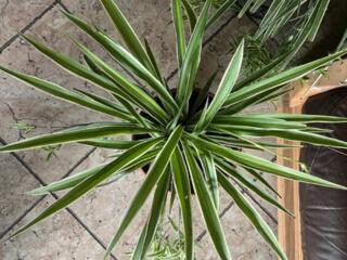 ХЛОРОФИТУМ (по 1 шт. и оптом)