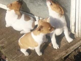 Щенки Джек Рассел