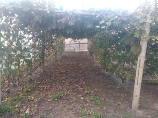 Терновка дом (дача) вода электричество газ рядом ухоженный участок