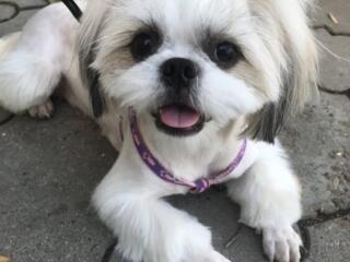 Щенки Ши-тцу доступны к бронированию!